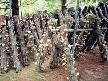Шиитаке - імператорський гриб, Поезія Ароматів ароматів