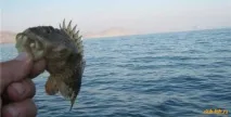 Скорпена - морський йорж морський