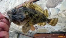 Скорпена - морський йорж морський