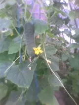 Склад та застосування рослини огірок склад
