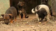 Феодосії
