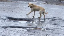 життя