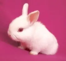 сонник