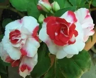 стимулятор