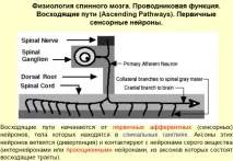 структурата