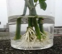 коренів