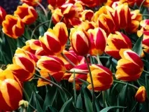 Бутоньєрки з тюльпанів - статті про квіти на Флора Експрес флора