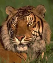 Тигр, амурський тигр, забарвлення тигрів (Panthera tigris), зимове хутро, линяння, альбінос, меланіст, Індія забарвлення