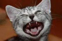 кошеня