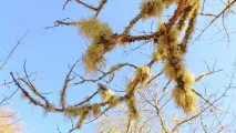 Усні бородатий - лишайник, який лікує все який