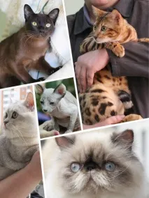 клуб