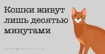 Важливі факти про котячий розум і звички, які повинен знати кожен котавласник факти