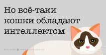 Важливі факти про котячий розум і звички, які повинен знати кожен котавласник розум