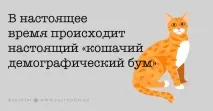 Важливі факти про котячий розум і звички, які повинен знати кожен котавласник важливі