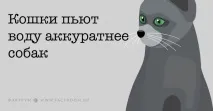 Важливі факти про котячий розум і звички, які повинен знати кожен котавласник розум