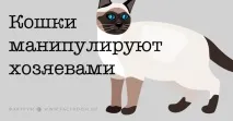 Важливі факти про котячий розум і звички, які повинен знати кожен котавласник факти