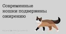 Важливі факти про котячий розум і звички, які повинен знати кожен котавласник котячий
