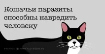 Важливі факти про котячий розум і звички, які повинен знати кожен котавласник факти