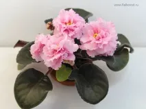 фіалка