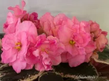 узамбарська