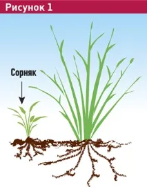 изборът