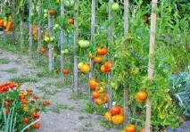 Вирощування сидерату фацелії для рослин на городі фацелії