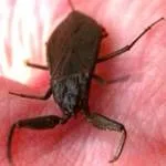 Водний скорпіон (Nepa cinerea) скорпіон