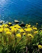 Водні та лісові ресурси Свердловської області лісові