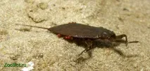 Водний скорпіон (Nepa cinerea) Nepa