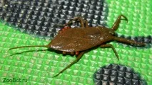 Водний скорпіон (Nepa cinerea) Nepa