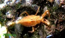 Водний скорпіон (Nepa cinerea) водний