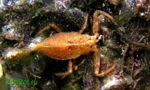 Водний скорпіон (Nepa cinerea) Nepa