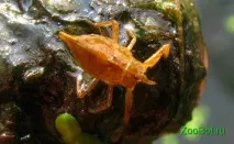 Водний скорпіон (Nepa cinerea) cinerea