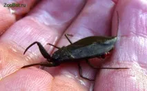Водний скорпіон (Nepa cinerea) скорпіон