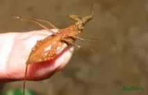 Водний скорпіон (Nepa cinerea) cinerea
