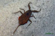Водний скорпіон (Nepa cinerea) скорпіон