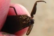 Водний скорпіон (Nepa cinerea) Nepa