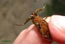 Водний скорпіон (Nepa cinerea) водний