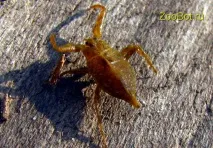 Водний скорпіон (Nepa cinerea) водний