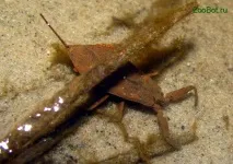 Водний скорпіон (Nepa cinerea) водний