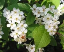 Черемха звичайна (пташина) опис, застосування гілок, кори, характеристика, сімейство, гілок