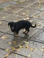 янов