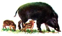 Вороги лісів 1985 Якимушкін І мамонтів