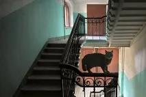 У Воронежі при спробі вбити кішку кілер застрелив замовника Регіони Україна спробі