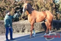 200 de cai din faimoasa rasă Don au rămas în România, VDNEWS, Volgodonsk News