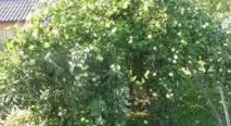 Яблуня Папірування посадка, фото та опис сорту, відгуки папірування