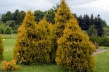 Хвойні рослини Туя західна Rheingold західна