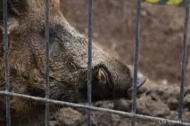 Харківський зоопарк - зимові фото самотніх тварин зоопарк
