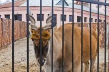 Харківський зоопарк - зимові фото самотніх тварин харківський