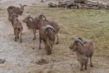 Харківський зоопарк - зимові фото самотніх тварин зоопарк